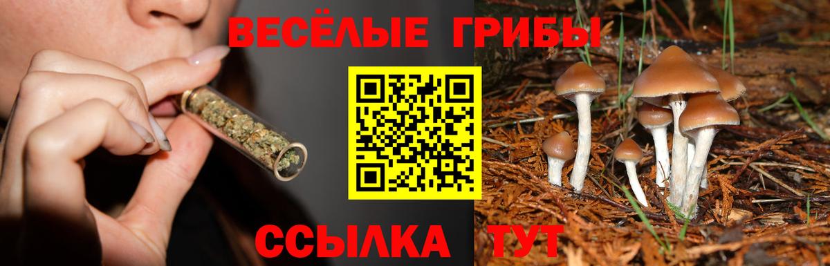Псилоцибиновые грибы Psilocybine cubensis  что такое наркотик  Псилоцибиновые грибы прущие грибы  Карачаевск  Вход с VPN 